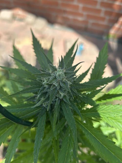 Wedding Cake Automatic. Week 13