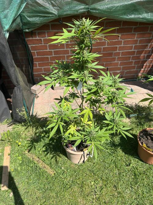 2026 LSD Auto. Week 13