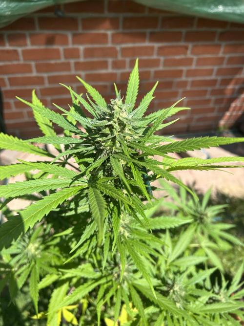 2026 LSD Auto. Week 13