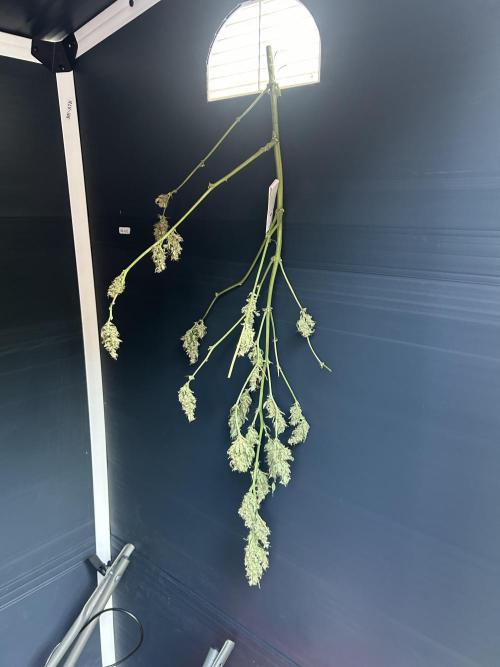 2026 LSD Auto. Week 13