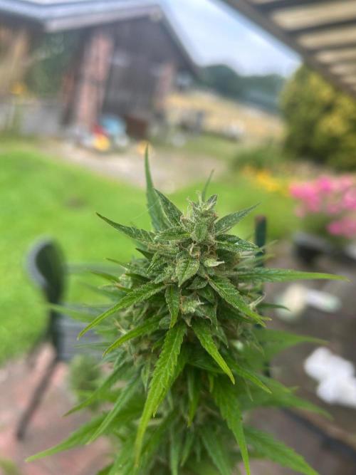 2026 LSD Auto. Week 14