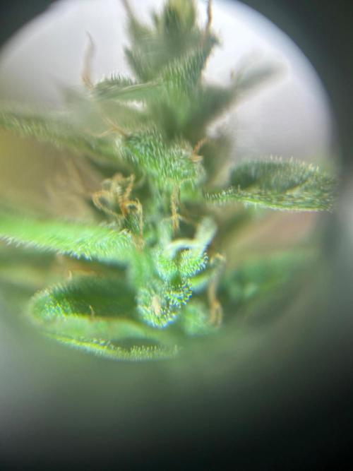 2026 LSD Auto. Week 14