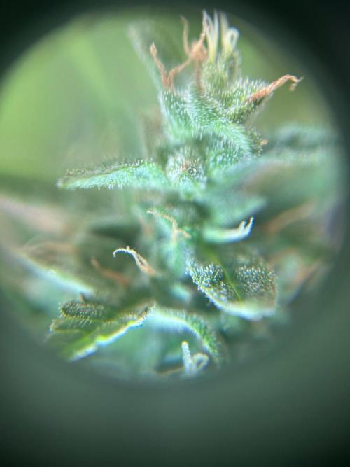 2026 LSD Auto. Week 14