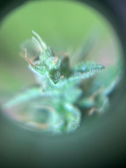 2026 LSD Auto. Week 14