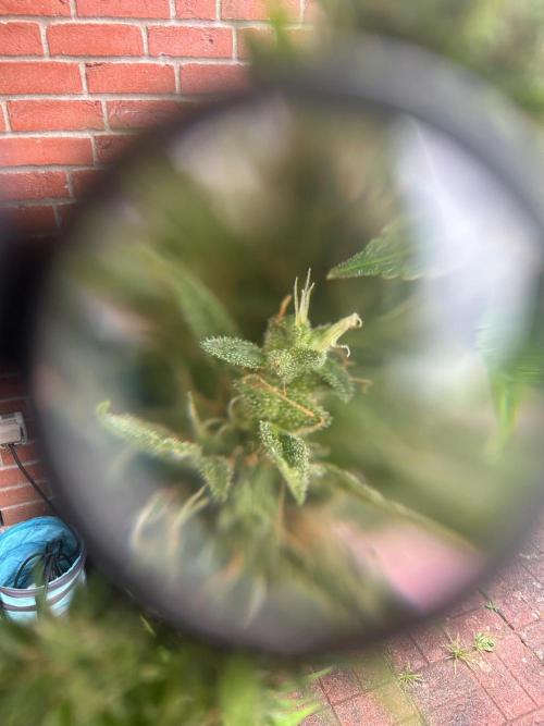 2026 LSD Auto. Week 14
