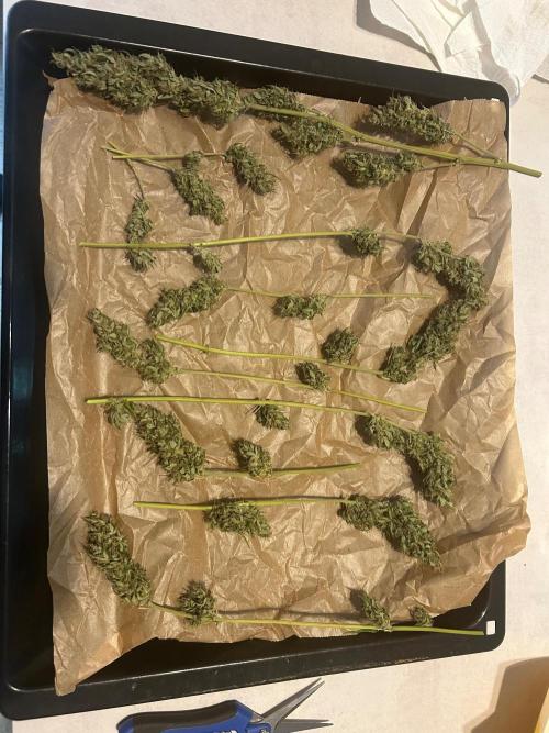 2026 LSD Auto. Week 15