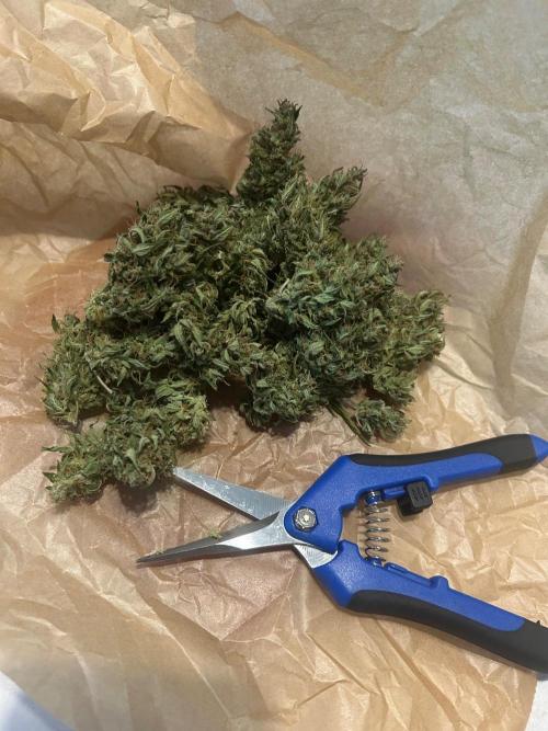 2026 LSD Auto. Week 15