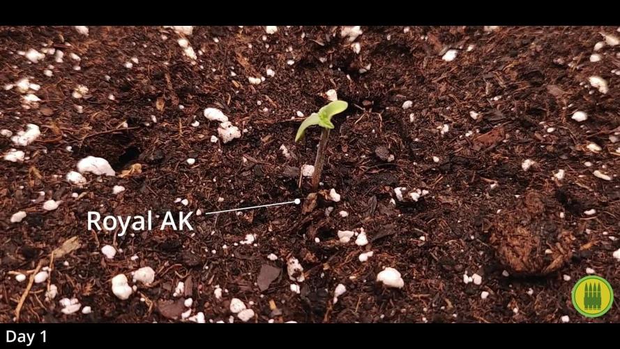 Royal AK & Lemon Cherry Cookies | RQS&Fastbuds Autos | 3 Plants