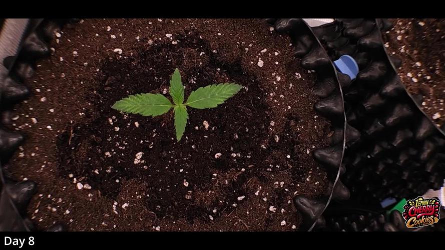 Royal AK & Lemon Cherry Cookies | RQS&Fastbuds Autos | 3 Plants