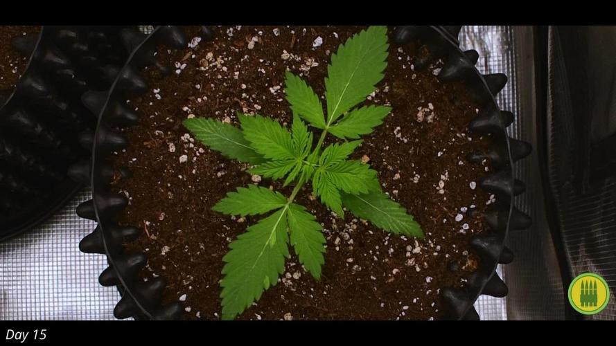Royal AK & Lemon Cherry Cookies | RQS&Fastbuds Autos | 3 Plants