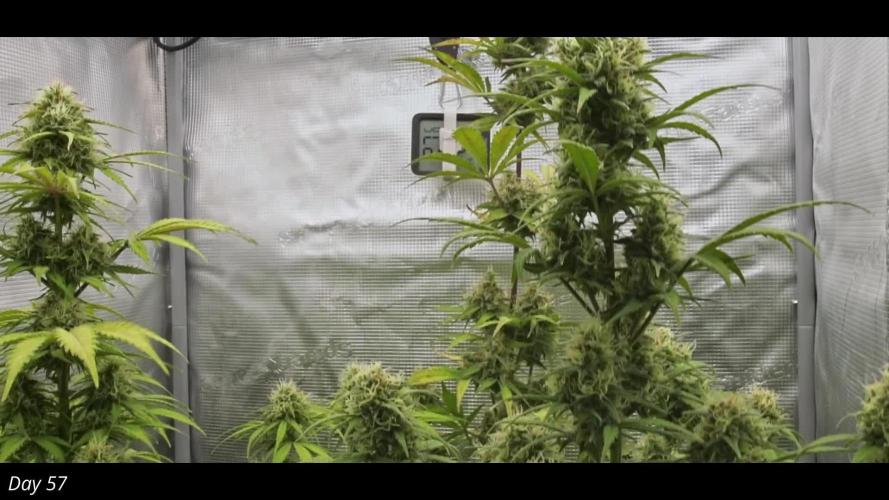 Royal AK & Lemon Cherry Cookies | RQS&Fastbuds Autos | 3 Plants