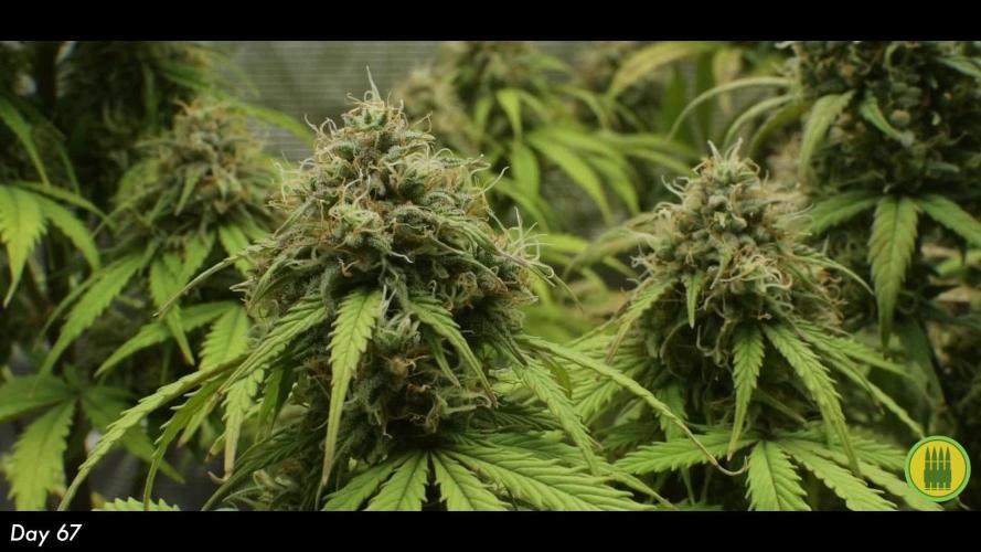 Royal AK & Lemon Cherry Cookies | RQS&Fastbuds Autos | 3 Plants