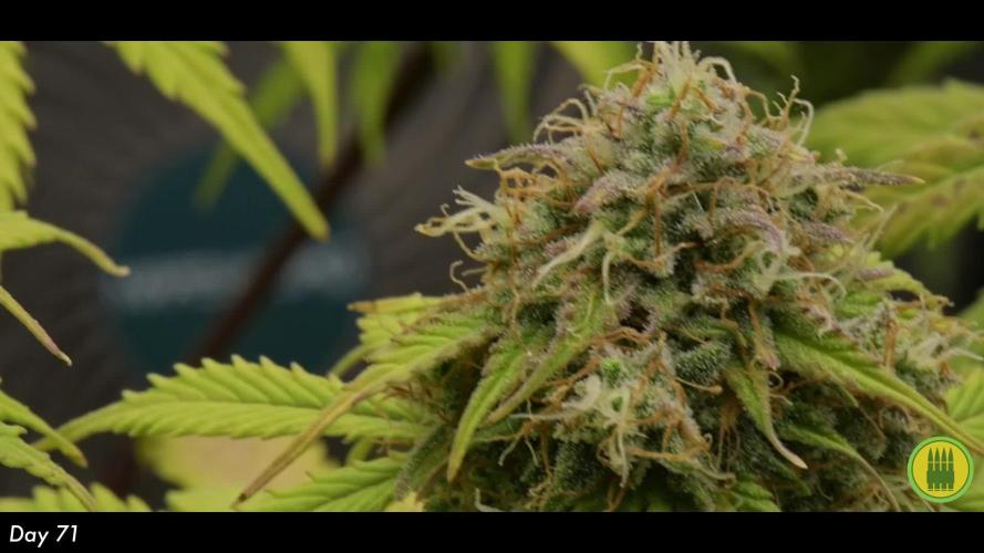 Royal AK & Lemon Cherry Cookies | RQS&Fastbuds Autos | 3 Plants