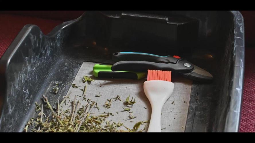 Royal AK & Lemon Cherry Cookies | RQS&Fastbuds Autos | 3 Plants