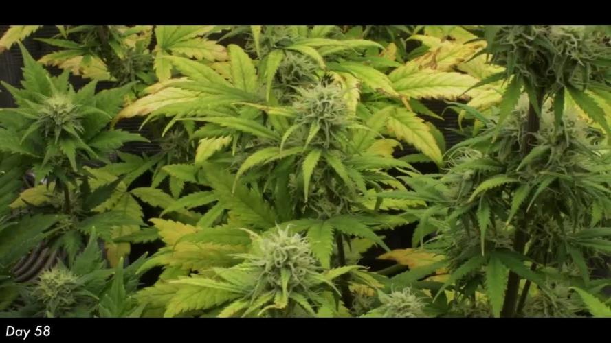 Sweet Seeds | Jet Fuel Mandarine XL Auto l 3 Plants