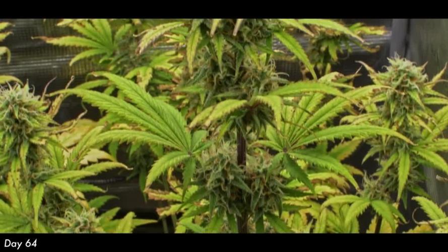 Sweet Seeds | Jet Fuel Mandarine XL Auto l 3 Plants