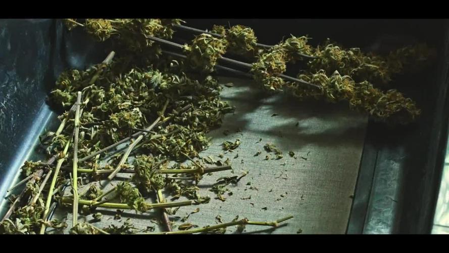 Sweet Seeds | Jet Fuel Mandarine XL Auto l 3 Plants