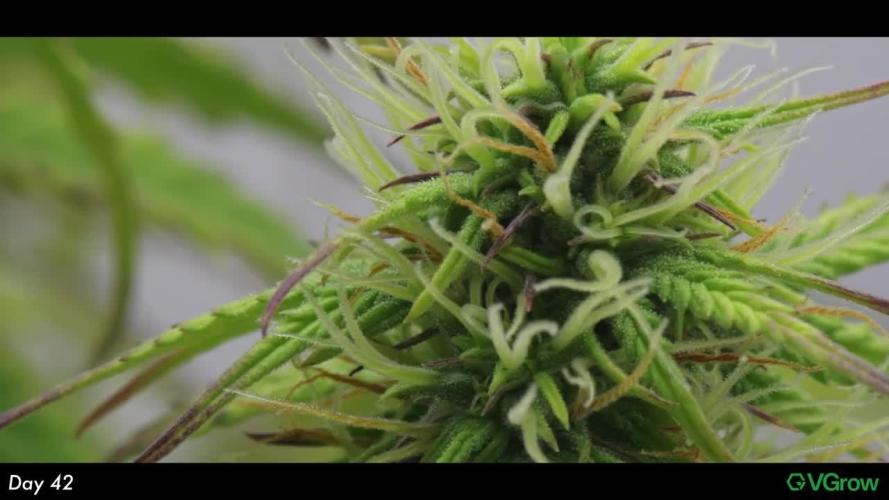 Divine Seeds | Auto Candy l VGrow