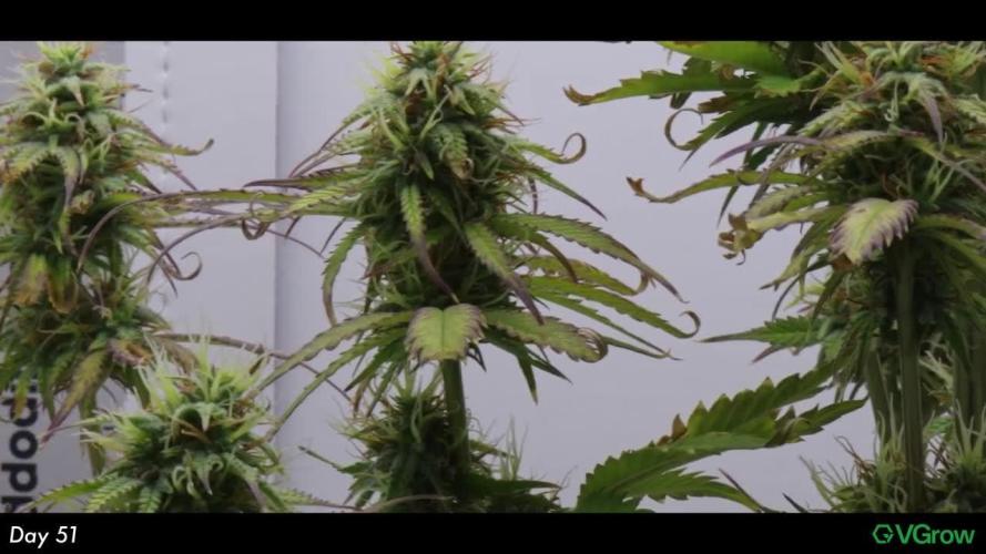 Divine Seeds | Auto Candy l VGrow