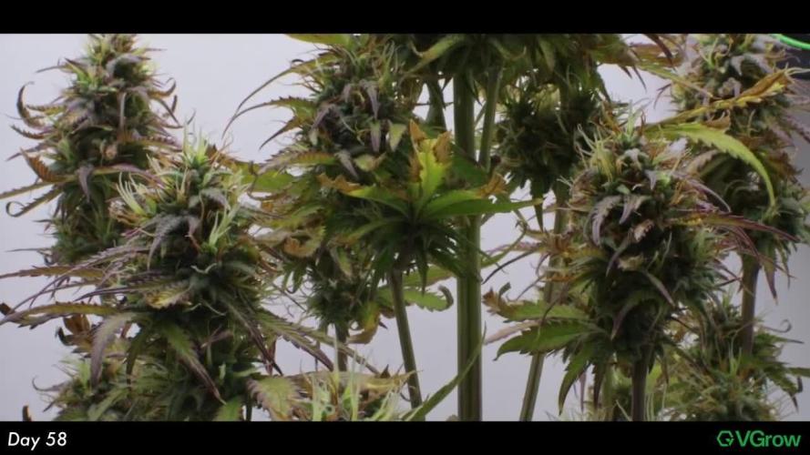 Divine Seeds | Auto Candy l VGrow