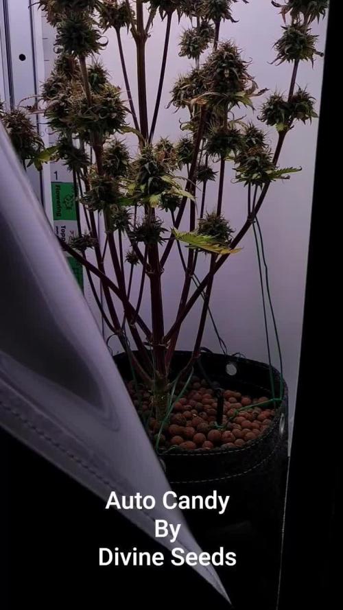 Divine Seeds | Auto Candy l VGrow
