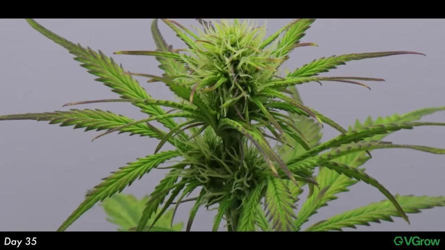 Divine Seeds | Auto Candy l VGrow