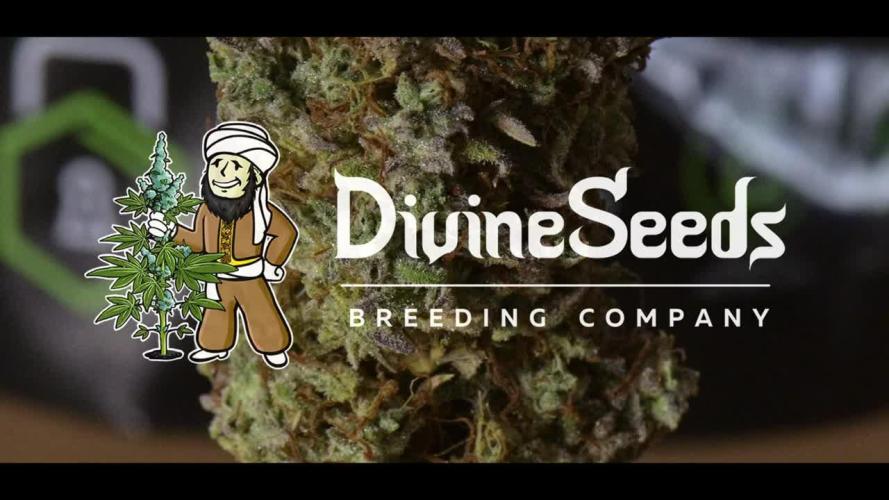 Divine Seeds | Auto Candy l VGrow
