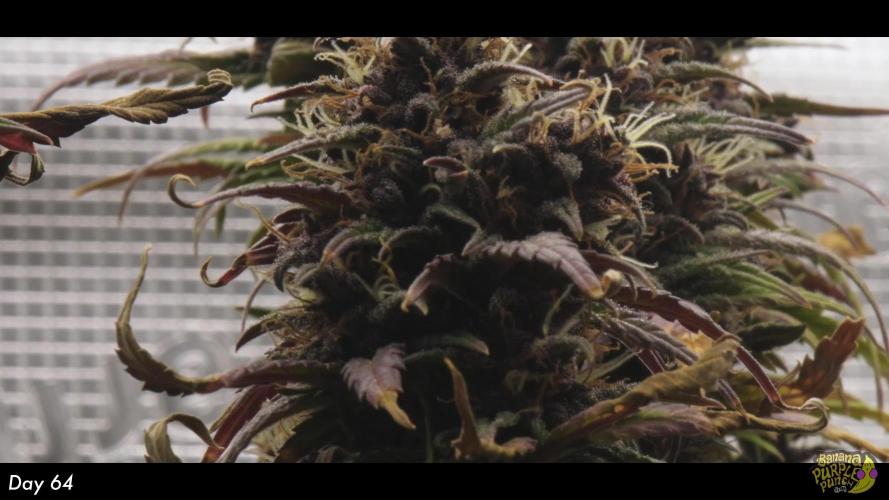 Cherry Cola & Banana Purple Punch