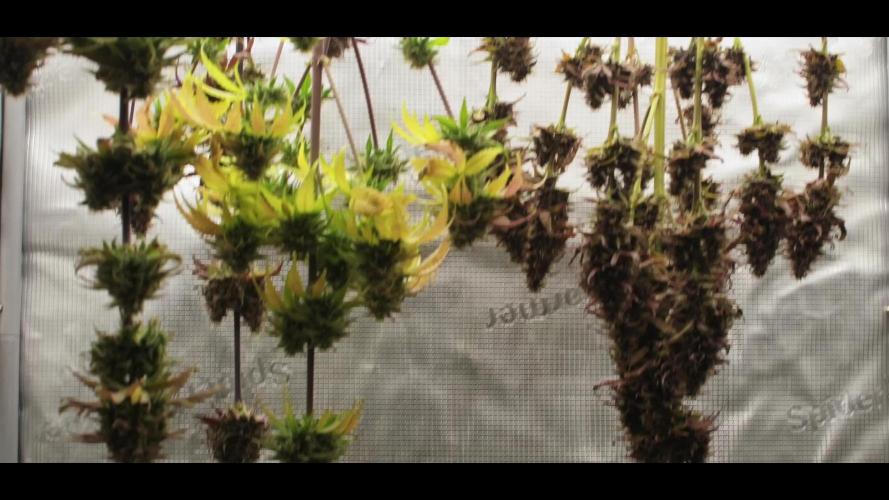 Cherry Cola & Banana Purple Punch