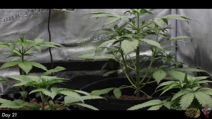 Cherry Cola & Banana Purple Punch