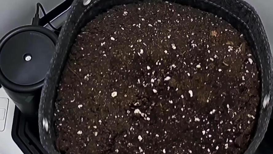 Strawberry Cake Auto | Ganja Farmer