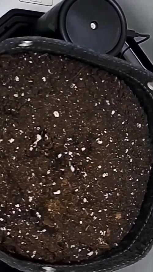 Strawberry Cake Auto | Ganja Farmer