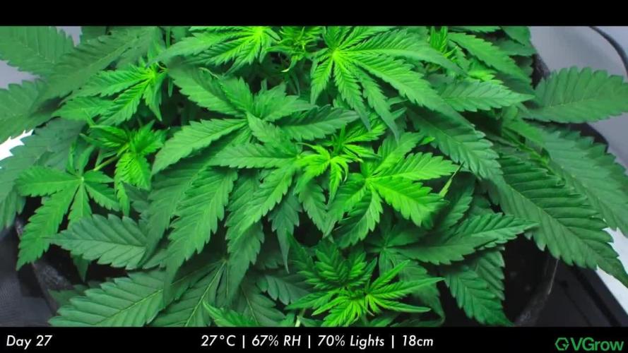 Strawberry Cake Auto | Ganja Farmer