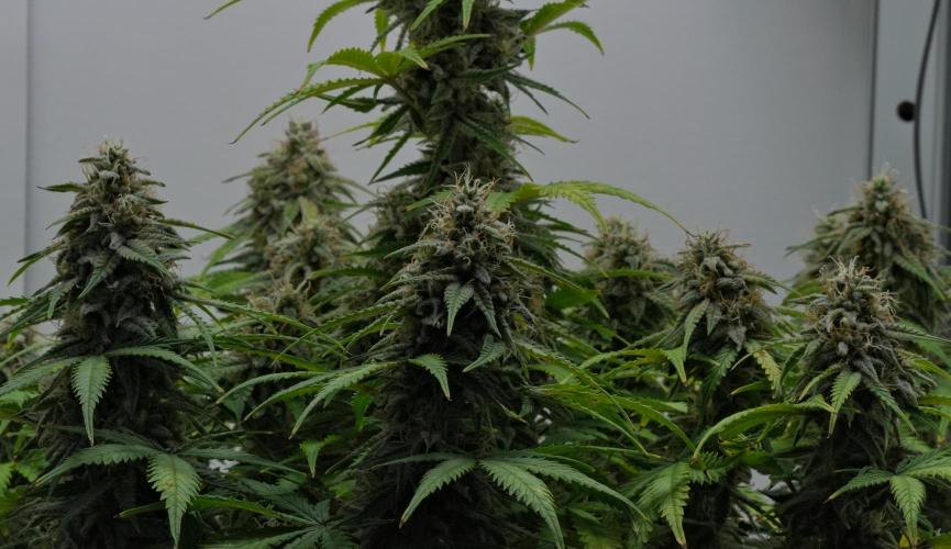 Strawberry Cake Auto | Ganja Farmer. Week 11 - Day 70