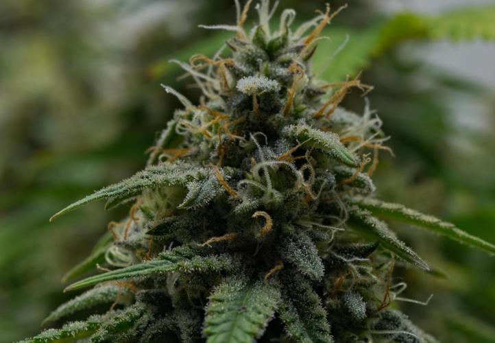 Strawberry Cake Auto | Ganja Farmer. Week 11 - Day 70