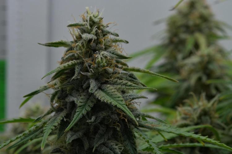 Strawberry Cake Auto | Ganja Farmer. Week 11 - Day 70