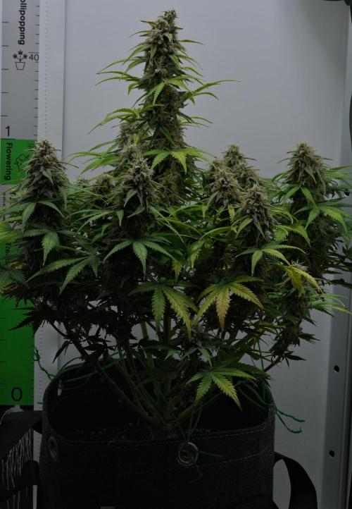 Strawberry Cake Auto | Ganja Farmer. Week 11 - Day 70