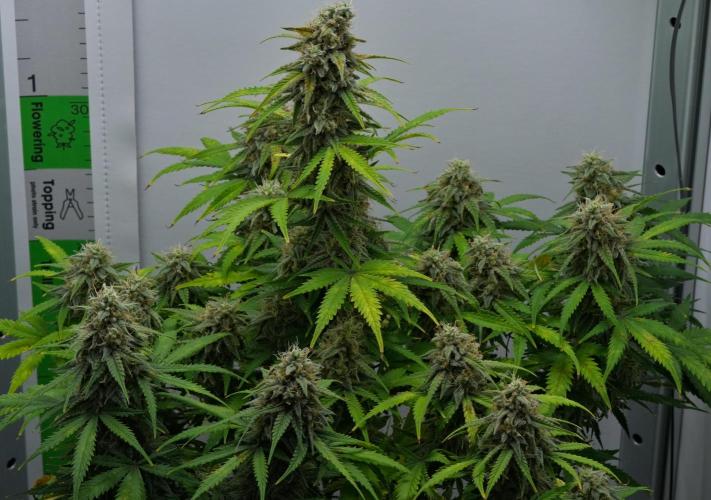 Strawberry Cake Auto | Ganja Farmer. Week 11 - Day 70