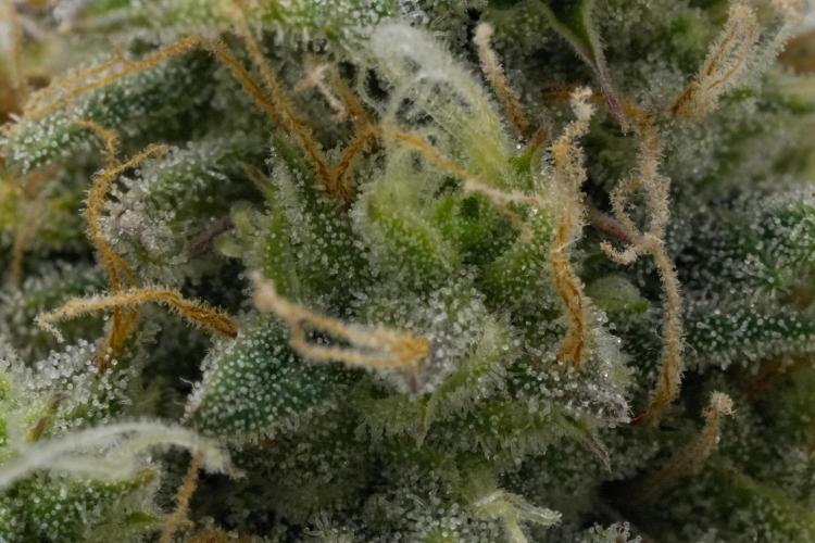 Strawberry Cake Auto | Ganja Farmer. Week 11 - Day 70