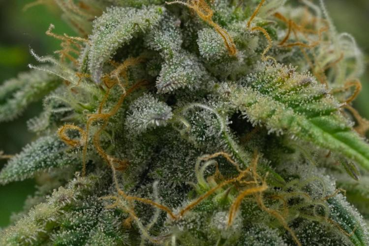 Strawberry Cake Auto | Ganja Farmer. Week 11 - Day 70