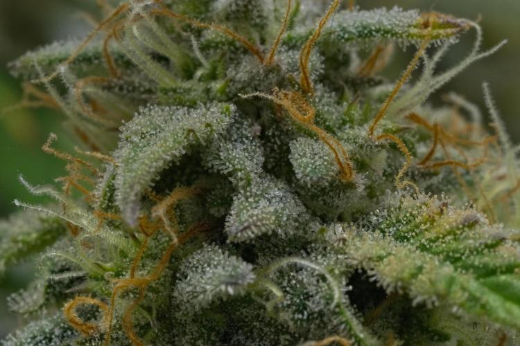 Strawberry Cake Auto | Ganja Farmer. Week 11 - Day 70