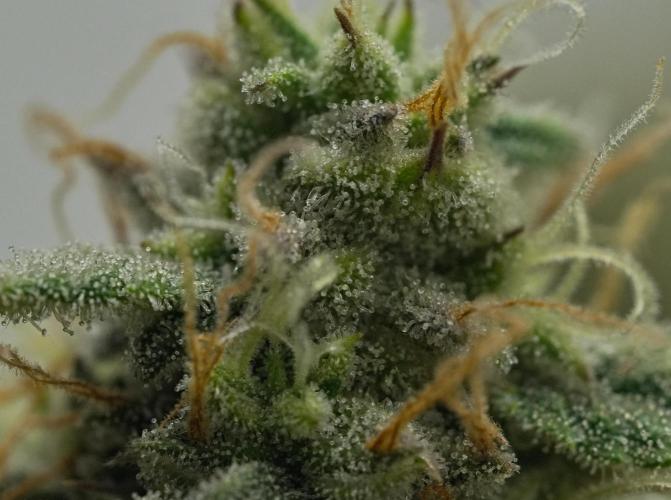 Strawberry Cake Auto | Ganja Farmer. Week 11 - Day 72