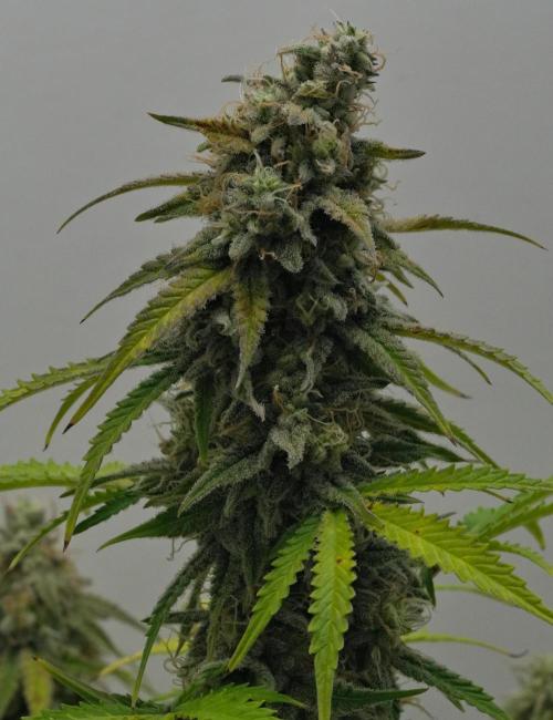 Strawberry Cake Auto | Ganja Farmer. Week 11 - Day 72