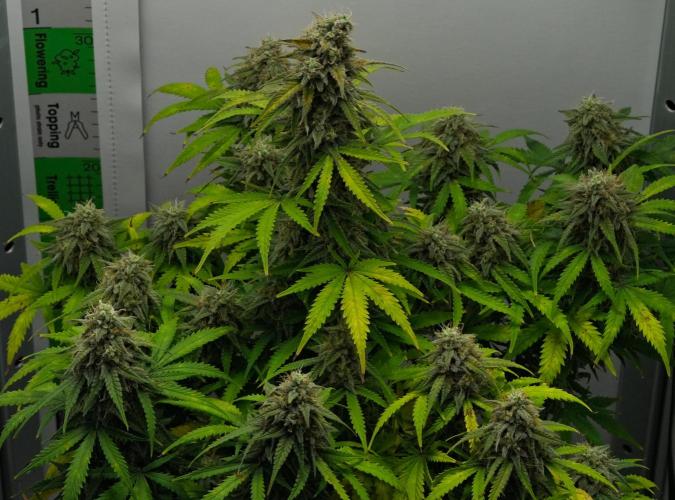 Strawberry Cake Auto | Ganja Farmer. Week 11 - Day 72