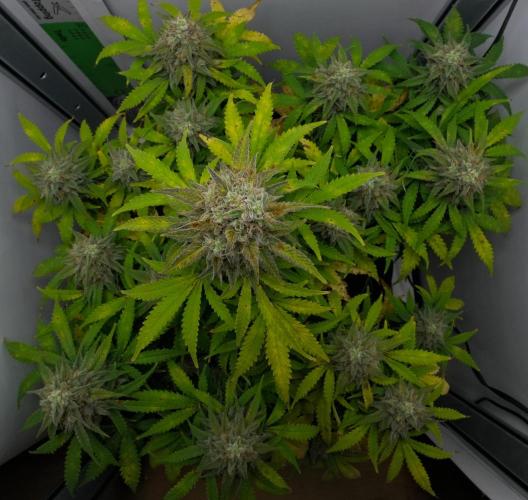 Strawberry Cake Auto | Ganja Farmer. Week 11 - Day 72