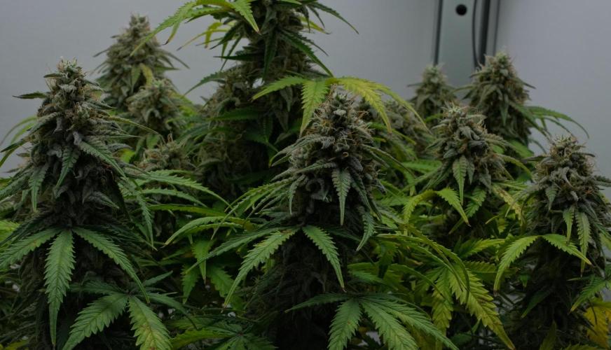 Strawberry Cake Auto | Ganja Farmer. Week 11 - Day 72