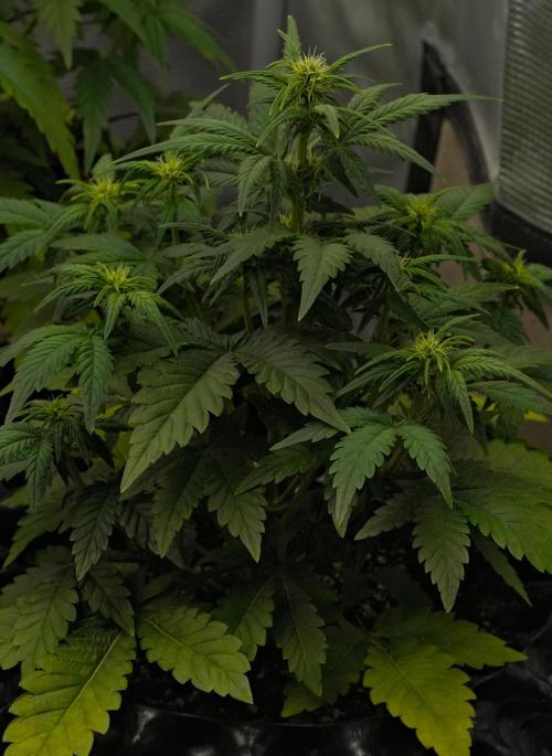 Skywalker OG Runtz/Gelato ✮✮✮. Week 5 - Day 31 Runtz XL
