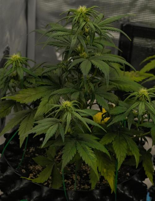 Skywalker OG Runtz/Gelato ✮✮✮. Week 5 - Day 31 Gelato