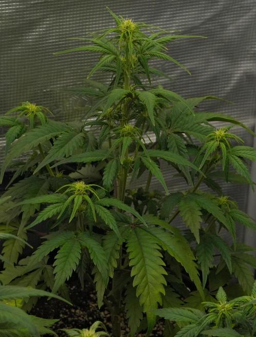 Skywalker OG Runtz/Gelato ✮✮✮. Week 5 - Day 31 Runtz XL
