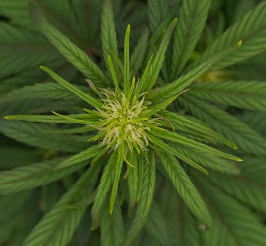 Skywalker OG Runtz/Gelato ✮✮✮. Week 5 - Day 31 Gelato